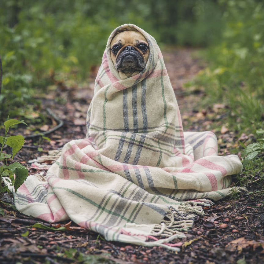 Dog in Blanket