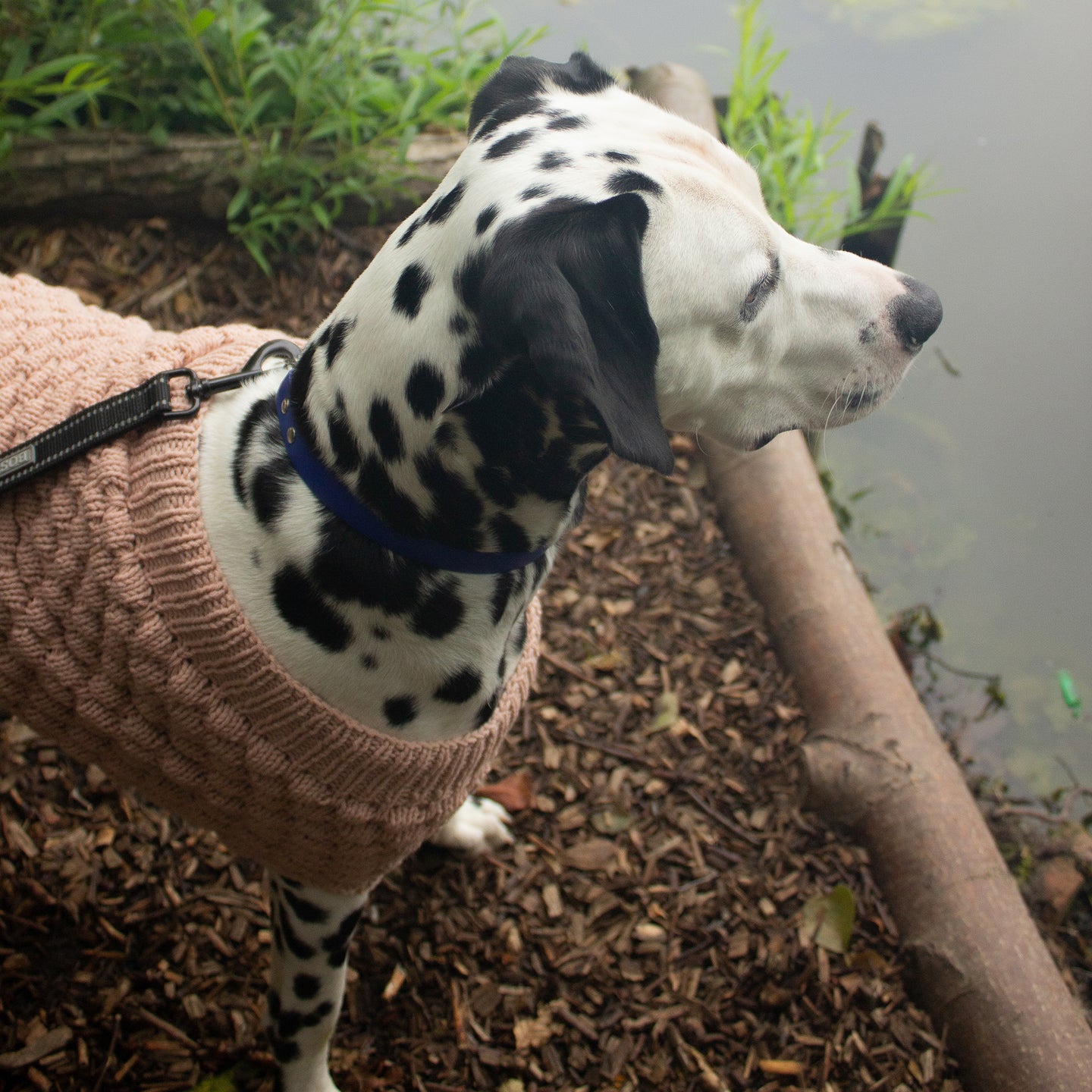 Knitted Bubble Pet Sweater Downloadable Pattern